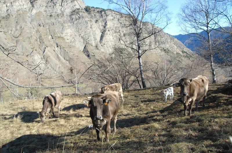 Casa Rural Casa Colom Espot Zewnętrze zdjęcie